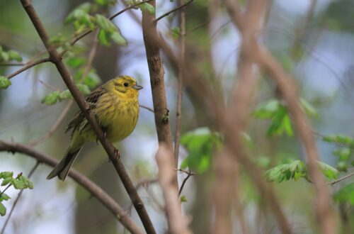 A citrom sármány, vagy más néven citromsárga sármány (Emberiza citrinella) 
