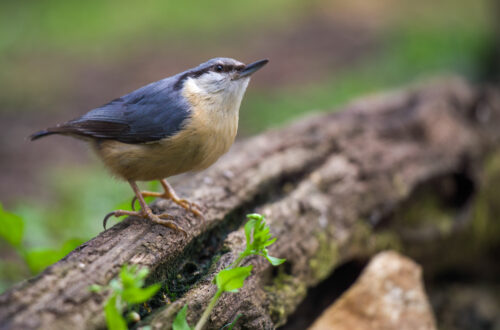 A Himalájai csuszka (Sitta himalayensis) egy kisméretű madár, amely a hegységekben, köztük a Himalájában és a közeli területeken él. Ez a csuszka a madarak családjába tartozik, és jellemzően a fák törzsén vagy ágain található, keresve táplálékát, mely főként rovarokból áll. A Himalájai csuszka egy feltűnő madár a barna és fehér színével, valamint a jellegzetes, hosszú farokkal, amely segíti a kiegyensúlyozásban, amikor a fák ágai között mozog. Ez a madár gyakran hallható, mivel éles hangú hívójeleket ad ki a környéken. A Himalájai csuszka egy jellegzetes és érdekes faj, amelynek élőhelye és viselkedése lenyűgöző a természet iránt érdeklődők számára.