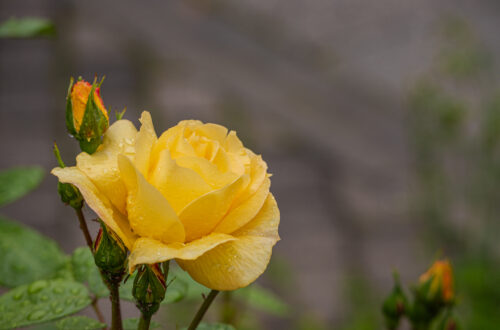A rózsa egy mutatós kerti virág. Nagyon sokféle színben virítanak.