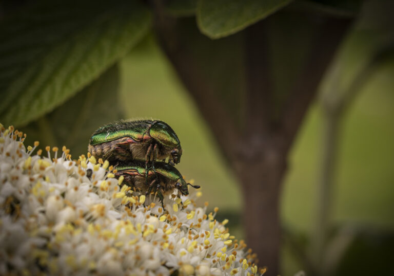 aranyos rózsabogár (Cetonia aurata) a rovarok (Insecta) osztályába, a bogarak (Coleoptera) rendjébe és a ganajtúrófélék (Scarabaeidae) családjába tartozó faj.