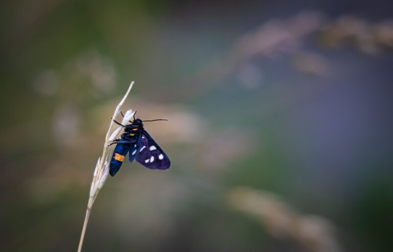 A fehérpettyes álcsüngőlepke (Amata phegea) a rovarok (Insecta) osztályának a lepkék (Lepidoptera) rendjébe, ezen belül a medvelepkefélék (Arctiidae) családjába tartozó faj.